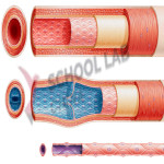 Anatomy of Blood Vessels: Model Set - Artery, Vein and Capillary